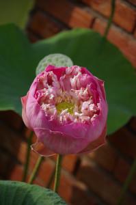Lotusblüte öffnet sich
