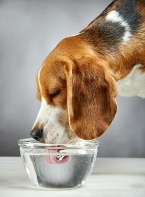 Hund trinkt Wasser