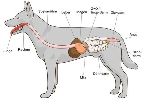 hündischer Verdauungstrakt