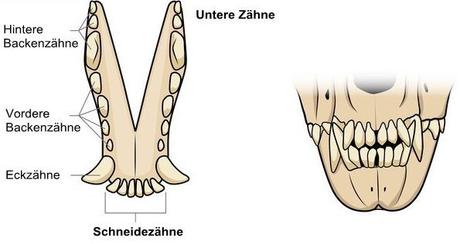 Untere Zahnreihe