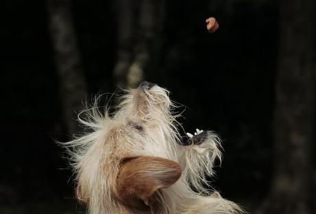 Hund frisst Leckerchen