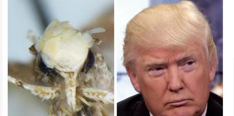 Eine Motte wird nach Donald Trump benannt