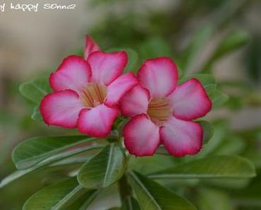 Frühling mitten im Winter