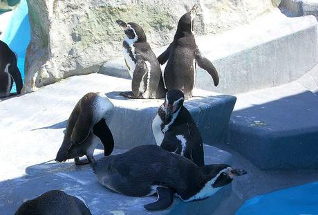 Kuriose Feiertage - 20. Januar - Penguin Awareness Day - 3