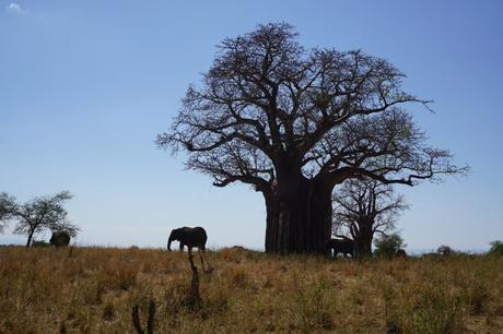 Auf Safari in Tansania