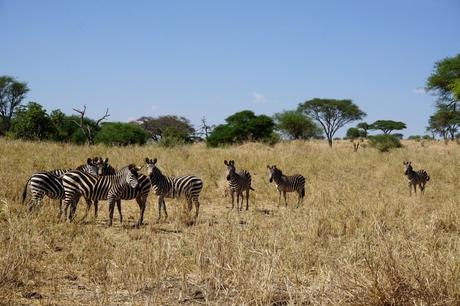 Auf Safari in Tansania