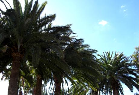 Foto: Palmen auf Gran Canaria