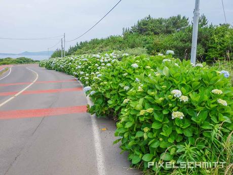 Roadtrip Jeju Island Tag 2: Wir besteigen einen Vulkan