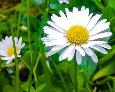 Gänseblümchen-Tag in den USA – der amerikanische Daisy Day