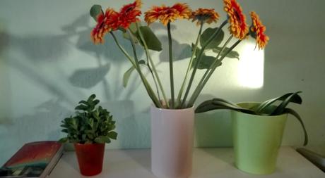 Foto: Gerbera, Minze und Phalaenopsis