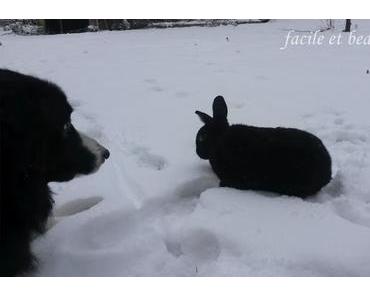 Schneehasi