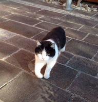 [Vorstellung] Tianas Schreiberische-Unterstützung…Verena!