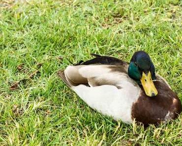 Tag der lahmen Ente – Lame Duck Day in den USA