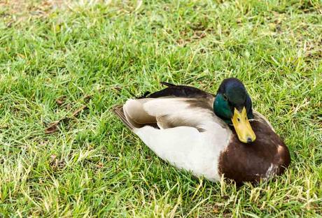 Kuriose Feiertage 6. Februar Tag der lahmen Ente - Lame Duck Day in den USA (c) 2016 Sven Giese-1
