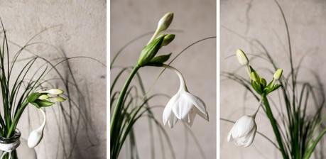 fim.works | Fotografie. Wortakrobatik. Wohngefühl. | Lifestyle Blog | Hippeastrum ist eine Amarillysart