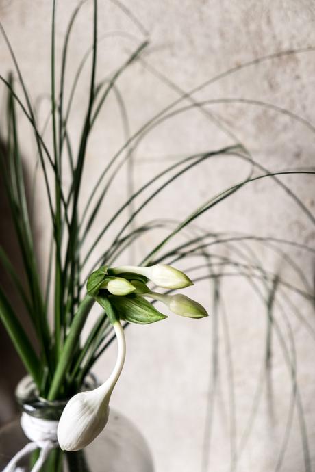 fim.works | Fotografie. Wortakrobatik. Wohngefühl. | Lifestyle Blog | Hippeastrum ist eine Amarillysart