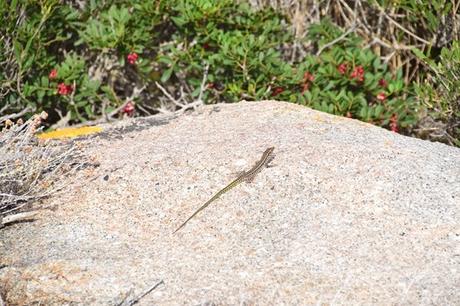 12_Gecko-Felsen-Natur-La-Maddalena-Sardinien-Italien-Mittelmeer