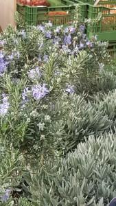 Lavendel-Rosmarin