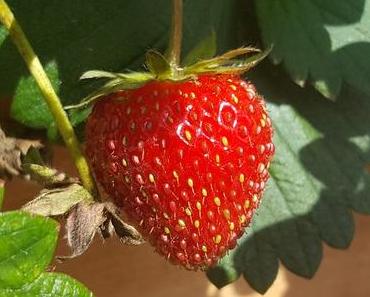 Tag der Erdbeere – der amerikanische National Strawberry Day
