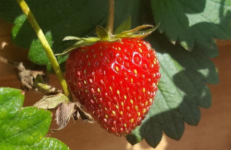 Kuriose Feiertage - 27. Februar - Tag der Erdbeere – National Strawberry Day USA - 2017  Sven Giese