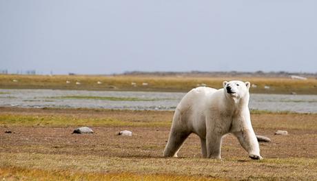 Kuriose Feiertage 27. Februar Welteisbärentag – International Polar Bear Day (c) 2016 Ole Helmhausen-1