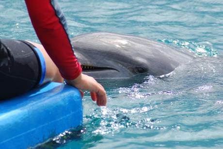 03_Delfin-Sea-Aquarium-Curacao-Dolphin-Academy-Karibik
