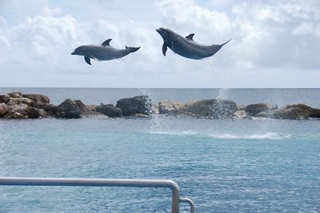 06_Fliegende-Delfine-Aquarium-Curacao-Dolphin-Academy-Karibik