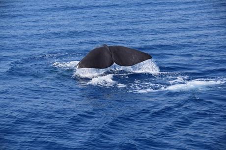 12_Whalewatching-Walboebachtung-Pottwal-Schwanzflosse-Fluke-Pelagos-Sanctuary-Whalewatching-Ligurien-Italien-Mittelmeer