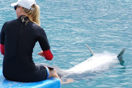 04_Delfin-weisser-Bauch-Sea-Aquarium-Curacao-Dolphin-Academy-Karibik