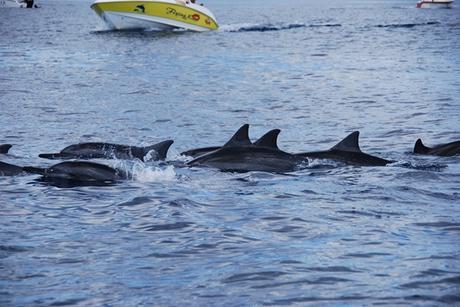 10_Delfinschule-Delfin-Tour-Mauritius-Indischer-Ozean