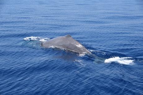 13_Whalewatching-Walboebachtung-Pottwal-taucht-ab-Pelagos-Sanctuary-Mittelmeer-Ligurien-Italien