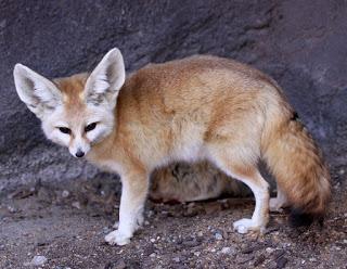 [Blogtour] Fuchsreihe Tag 3: Tiergeister