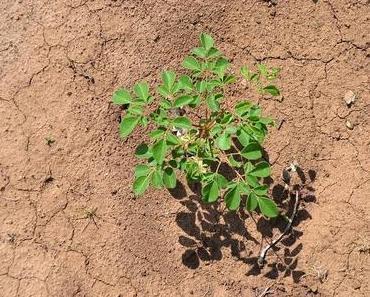 Lush Spring Prize 2017: