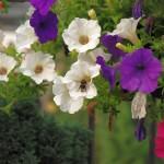 Pflanz-eine-Blume-Tag – der US-amerikanische National Plant a Flower Day