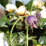 Pflanz-eine-Blume-Tag – der US-amerikanische National Plant a Flower Day