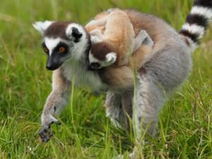Madagaskar mit Kindern: Katta Lemur