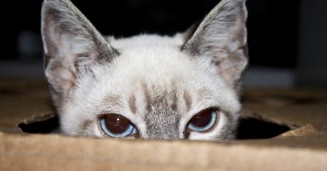 Wurmkur bei Katzen – 13 Fragen (und Antworten) rund um die Entwurmung von Katzen