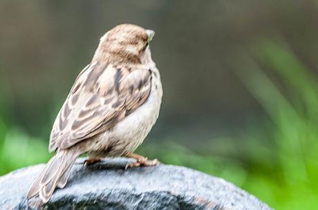Kuriose Feiertage - 20. März - Welttag des Sperlings – der World Sparrow Day - 2017 Sven Giese-2
