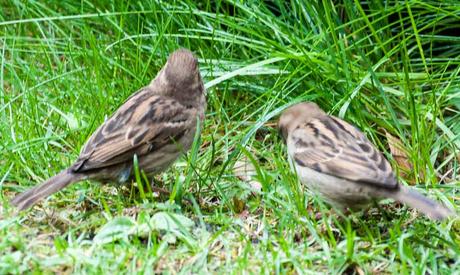 Kuriose Feiertage - 20. März - Welttag des Sperlings – der World Sparrow Day - 2017 Sven Giese