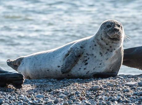 Kuriose Feiertage - 22. März -Internationaler Tag der Seehunde - International Day of the Seal - 2017 Sven Giese-1