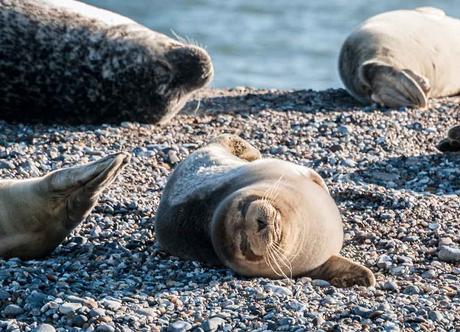 Kuriose Feiertage - 22. März -Internationaler Tag der Seehunde - International Day of the Seal - 2017 Sven Giese-2