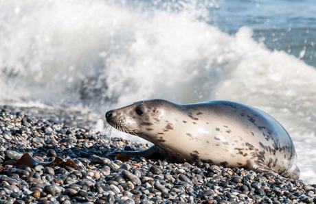Kuriose Feiertage - 22. März -Internationaler Tag der Seehunde - International Day of the Seal - 2017 Sven Giese-3