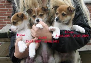 Lundehund: Systematische Tierquälerei in der Hundezucht