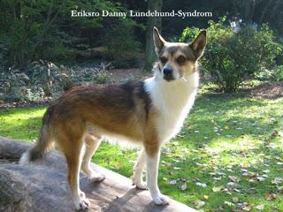 Lundehund: Systematische Tierquälerei in der Hundezucht