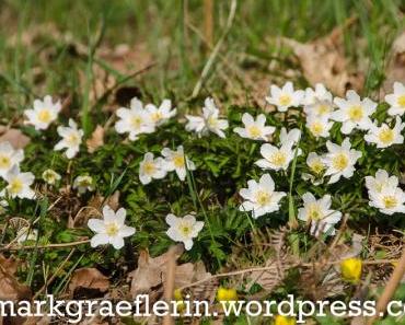 Frühlingsboten im Markgräflerland