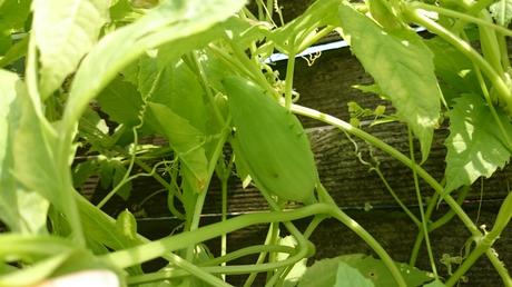 Tipp für den Naschgarten: Inkagurke/Cyclanthera pedata