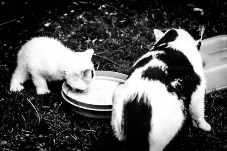 Kuriose Feiertage 28. März Respektiere-Deine-Katze-Tag – der amerikanische Respect Your Cat Day (c) 2016 Sven Giese-1