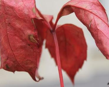 wallpaper-1689754