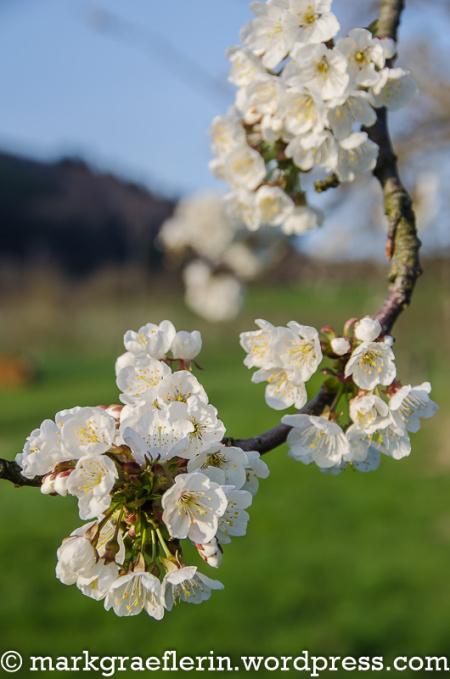 Kirschblüte im Markgräflerland 2017 – Jetzt geht’s los!