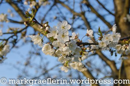 Kirschblüte im Markgräflerland 2017 – Jetzt geht’s los!